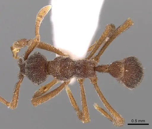 Apterostigma goniodes - INB0003622578