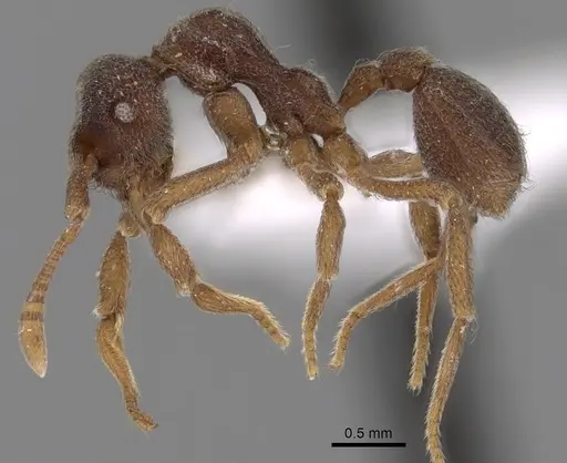 Apterostigma goniodes - INB0003622578