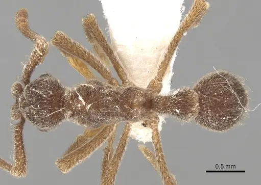 Apterostigma ierense specimen