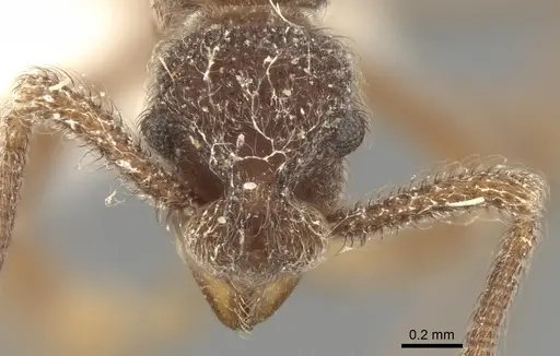 Apterostigma ierense specimen