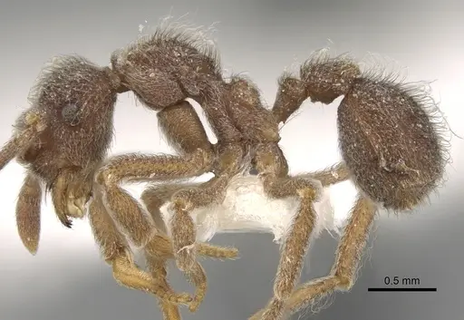 Apterostigma ierense specimen