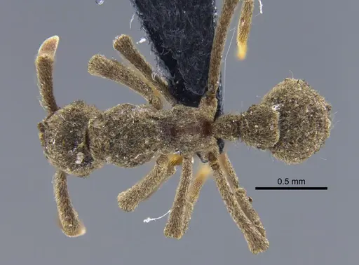 Apterostigma ierense - CBUMAGENT41893