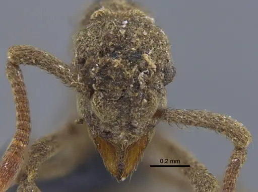 Apterostigma ierense - CBUMAGENT41893