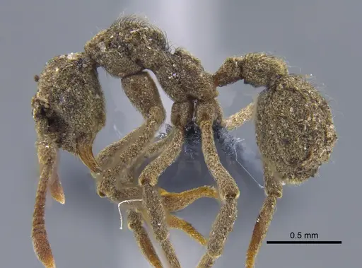 Apterostigma ierense - CBUMAGENT41893