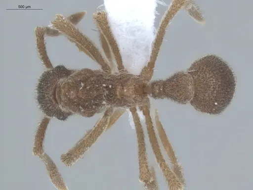 Apterostigma ierense - ECOFOG-IT14-0815-85