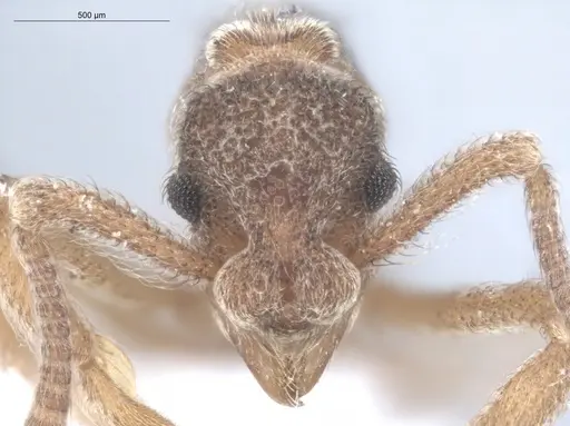 Apterostigma ierense - ECOFOG-IT14-0815-85