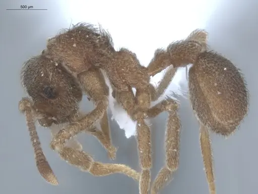 Apterostigma ierense - ECOFOG-IT14-0815-85