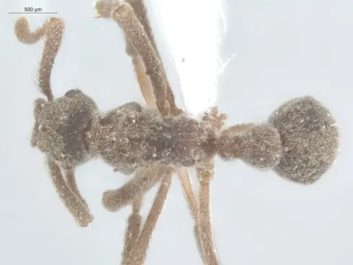 Apterostigma ierense - ECOFOG-SL13-0131-21