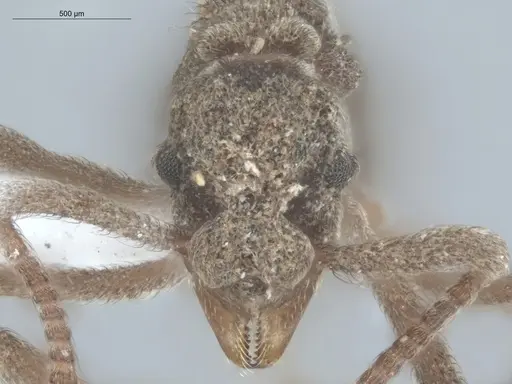 Apterostigma ierense - ECOFOG-SL13-0131-21