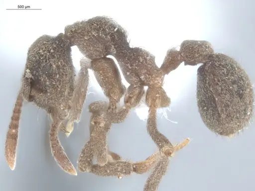 Apterostigma ierense - ECOFOG-SL13-0131-21