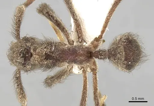 Apterostigma jubatum specimen