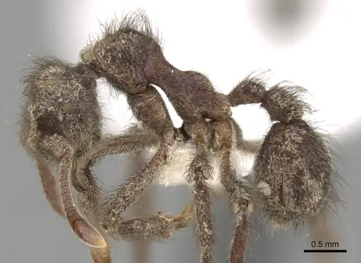 Apterostigma jubatum specimen