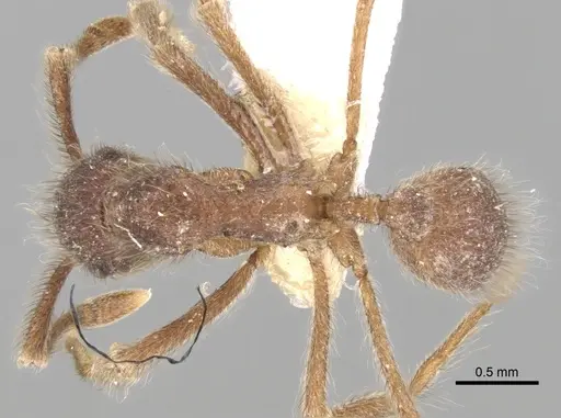 Apterostigma madidiense specimen