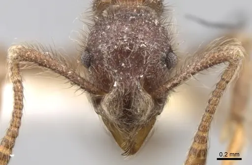 Apterostigma madidiense specimen