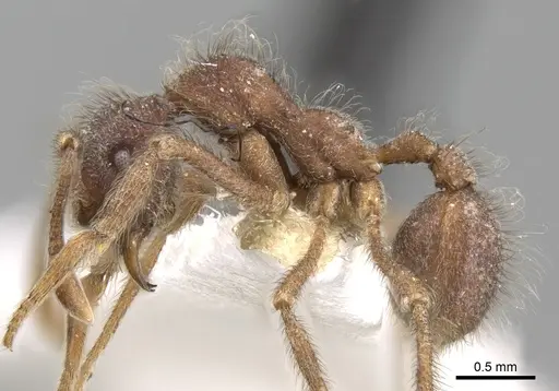 Apterostigma madidiense specimen