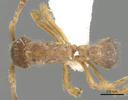 Apterostigma manni specimen