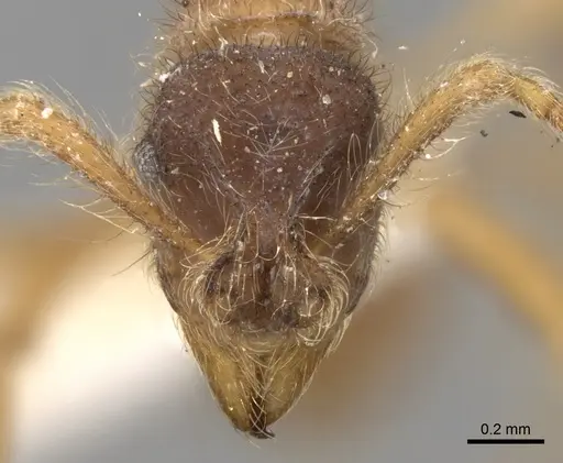 Apterostigma manni specimen