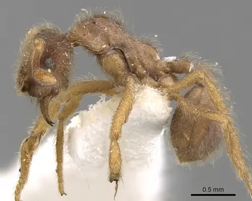 Apterostigma manni specimen