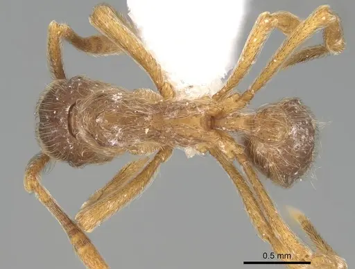 Apterostigma manni - CASENT0922042