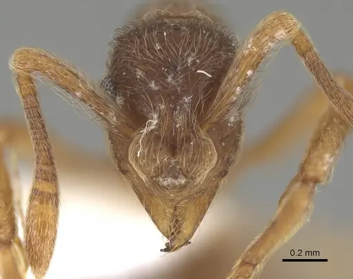 Apterostigma manni - CASENT0922042