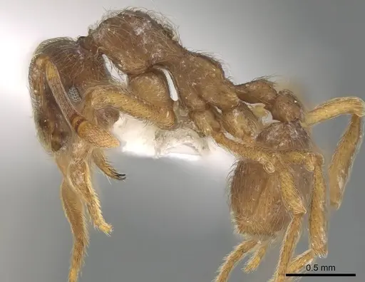 Apterostigma manni - CASENT0922042