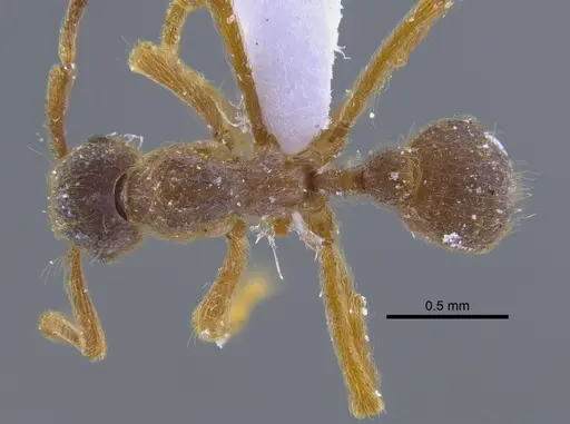 Apterostigma manni - CBUMAGENT41898