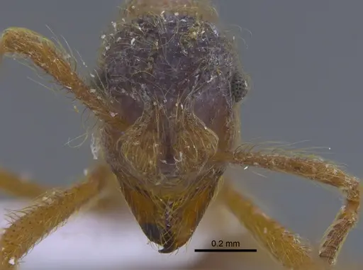 Apterostigma manni - CBUMAGENT41898