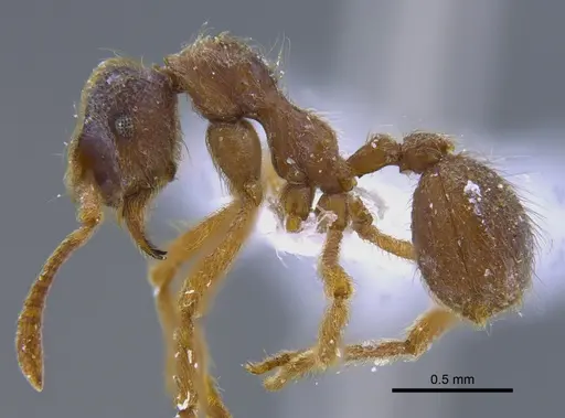 Apterostigma manni - CBUMAGENT41898