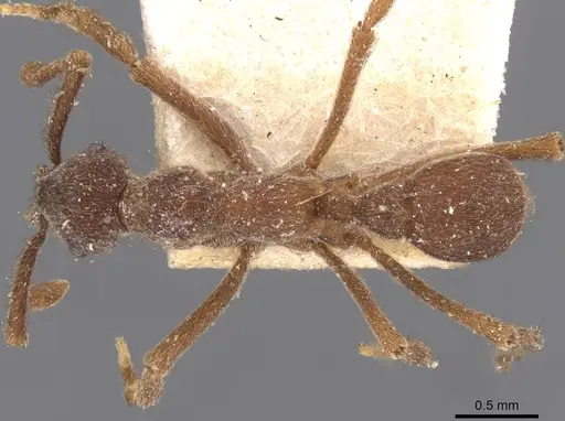 Apterostigma mayri specimen