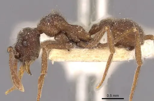 Apterostigma mayri specimen