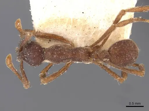 Apterostigma mayri - CASENT0909363