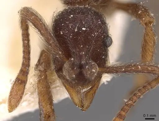 Apterostigma mayri - CASENT0909363