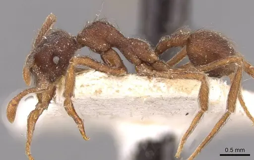 Apterostigma mayri - CASENT0909363