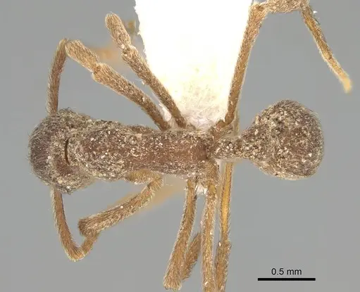 Apterostigma mayri - CASENT0922043