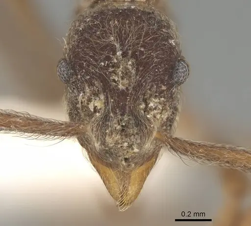 Apterostigma mayri - CASENT0922043