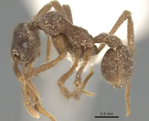 Apterostigma mayri - CASENT0922043