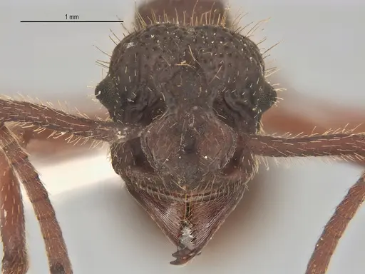 Apterostigma megacephala specimen