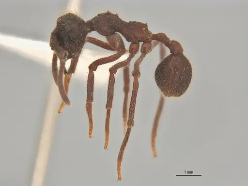 Apterostigma megacephala - ANTWEB1062551