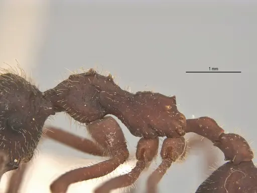 Apterostigma megacephala - ANTWEB1062551