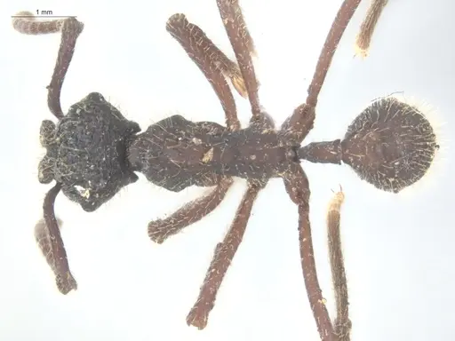 Apterostigma megacephala - ECOFOG-KOT23-0235-18