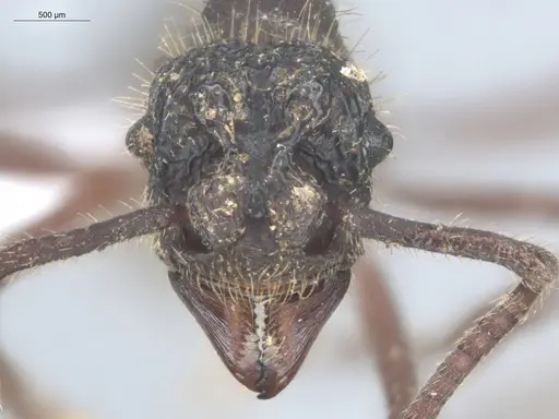 Apterostigma megacephala - ECOFOG-KOT23-0235-18