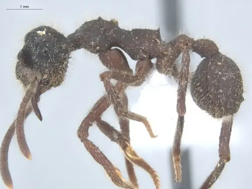 Apterostigma megacephala - ECOFOG-KOT23-0235-18