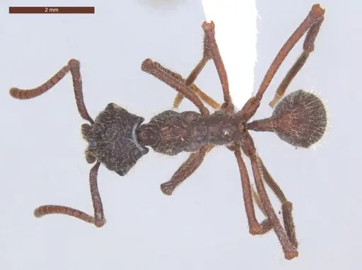 Apterostigma megacephala - ECOFOG-MI15-0185-16