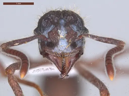 Apterostigma megacephala - ECOFOG-MI15-0185-16