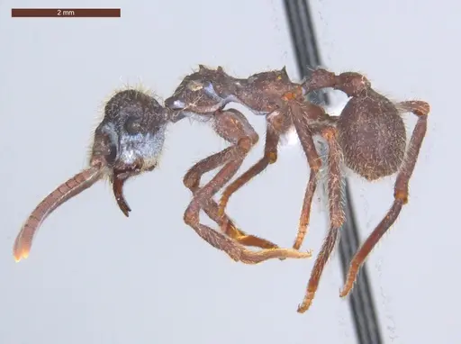 Apterostigma megacephala - ECOFOG-MI15-0185-16