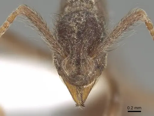 Apterostigma mexicanum specimen