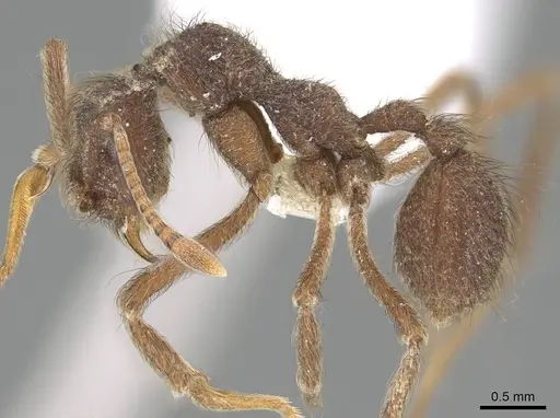 Apterostigma mexicanum specimen