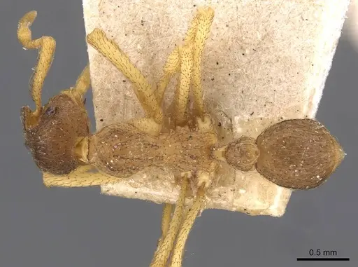 Apterostigma moelleri specimen