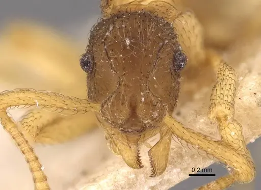 Apterostigma moelleri specimen