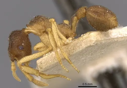 Apterostigma moelleri specimen